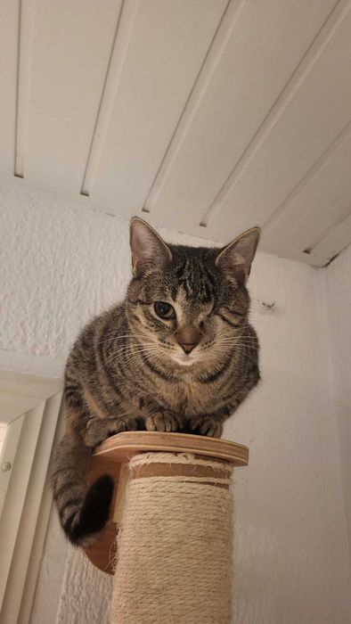 Mruczek czeka na miłość