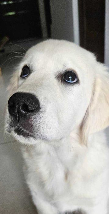 Suczka GOLDEN RETRIEVER, Aria - nadal poszukiwana!!! (nagroda)