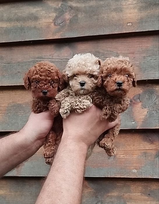 Мальтипу Ф1 и Ф2