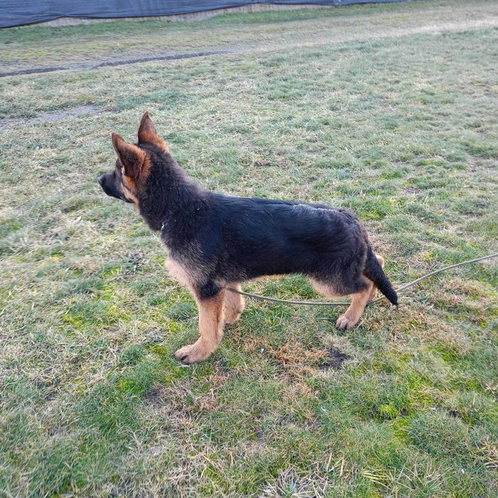 Owczarek Niemiecki FCI