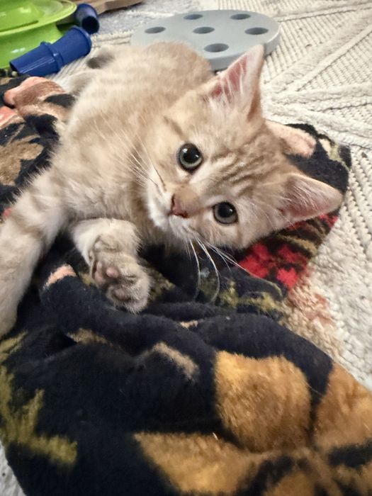 Gatinho British golden tabby