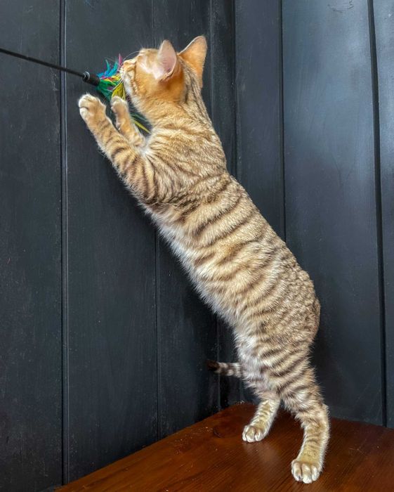 Котик породи Тойгер,  Ніс