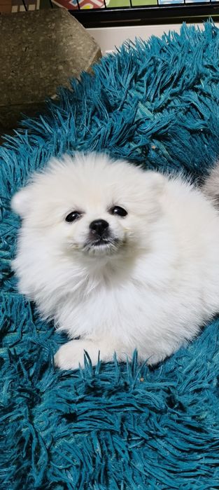 Spitz alemão  menina