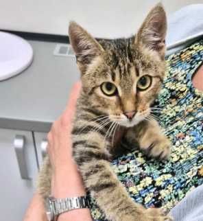котенок бублик4месяца  ищет дом