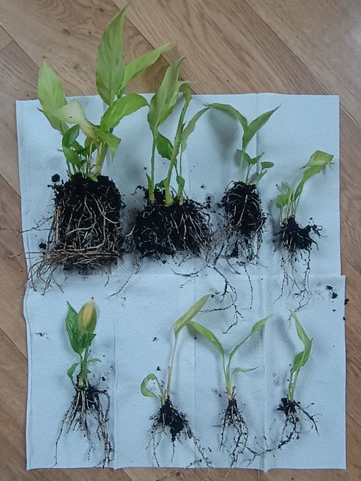 Sadzonki skrzydlokwiatu