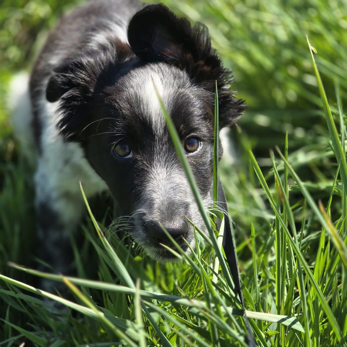 Suczka Border Collie