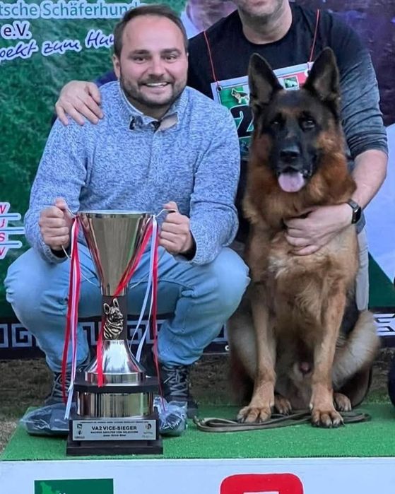 Macho de Cão de Pastor Alemão Pêlo Comprido