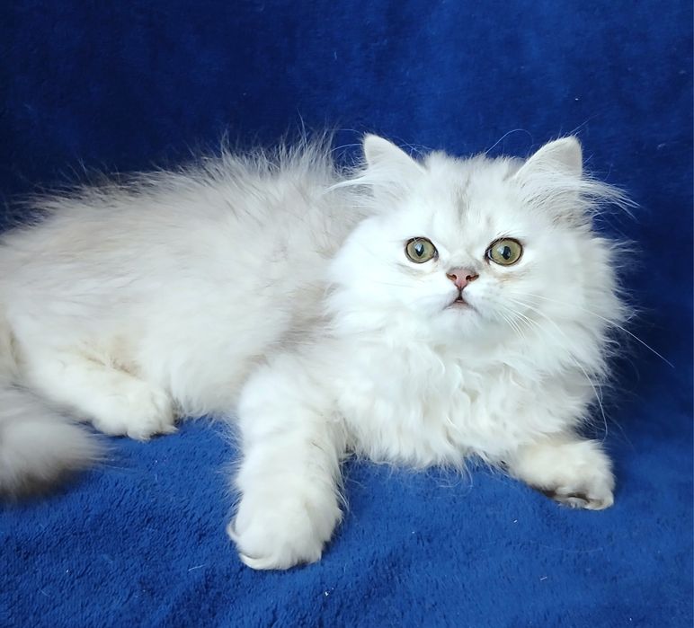Мальчик Серебристаяшиншилла