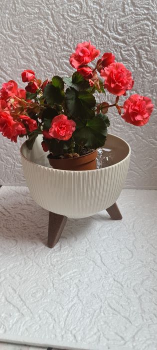 Misa Roma kolor kremowy 24 cmi