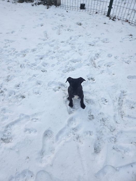 Oddam pieski w dobre ręce