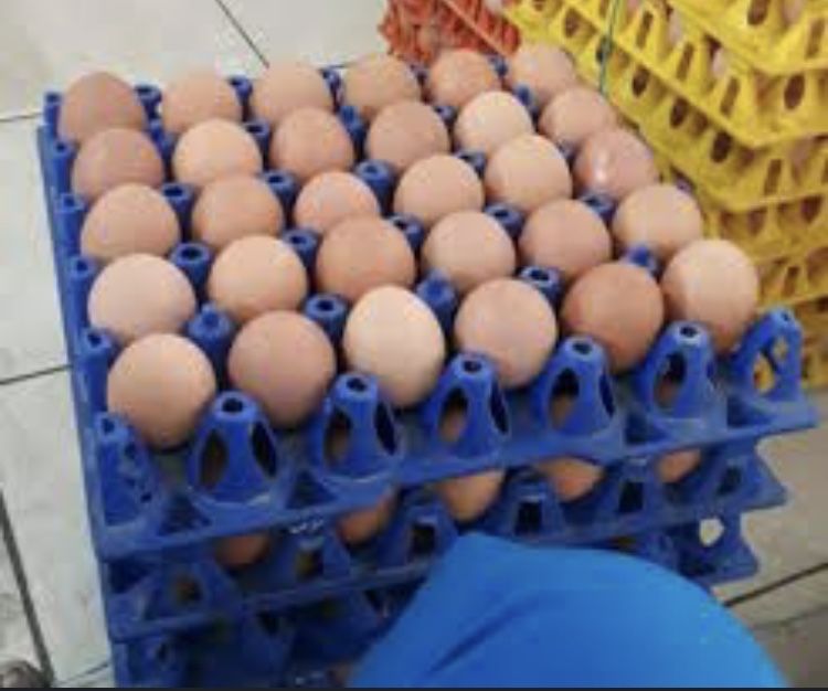 Інкубаційне яйця бройлер , кобб 500