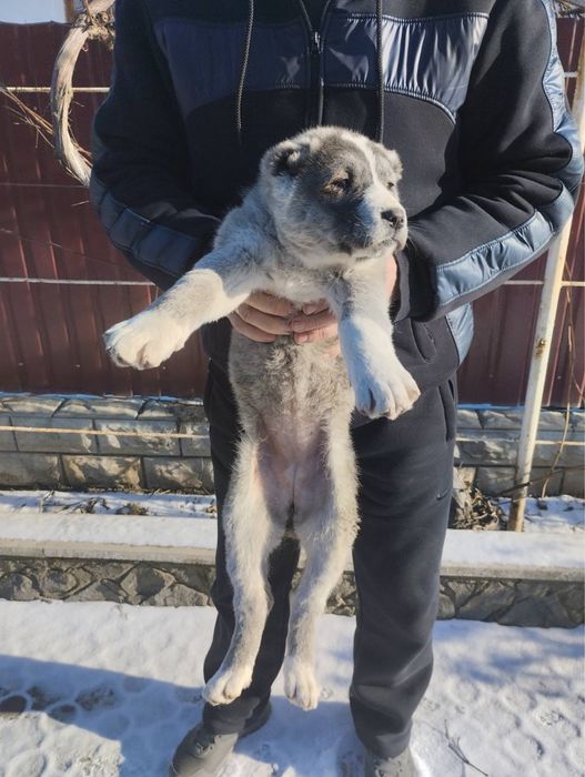 Продам цуценят Алабая