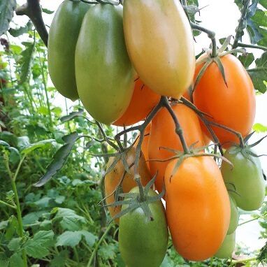 Семена томатов помидор