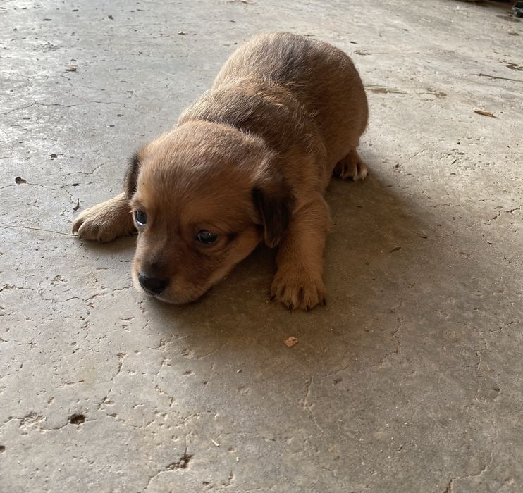 Cães bébes para dar
