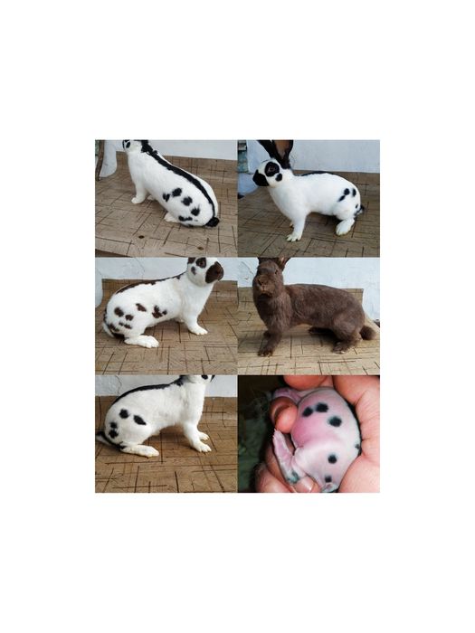 Німецький строкач.Гавана,чорні.Продаж