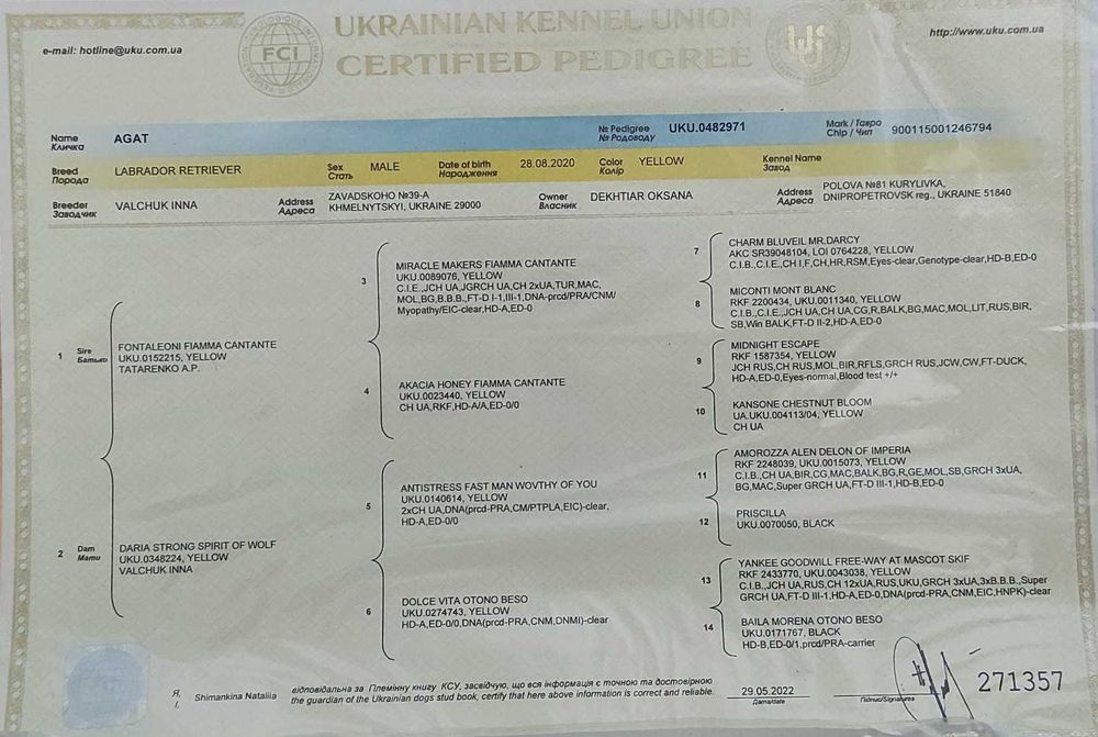 ПРОДАМ цуценята лабрадора (собака/пес)