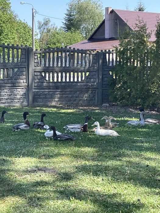 Kaczki biegusy kaczka