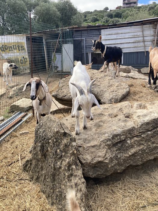 Boa tarde tenho para venda as cabras que se encontram nas fotos