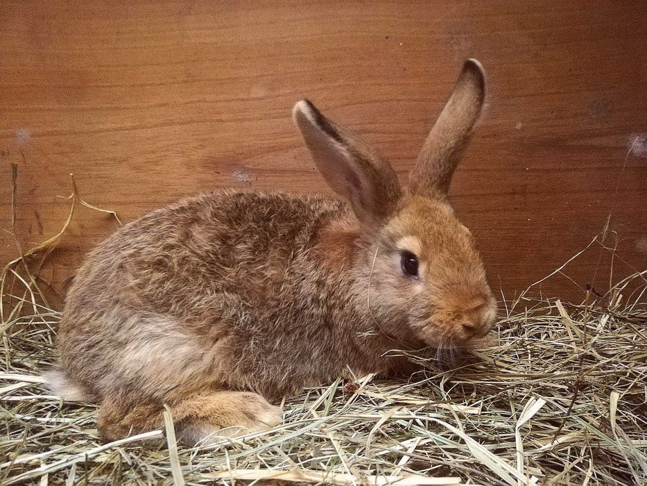 Sprzedam Młode Króliki mieszane