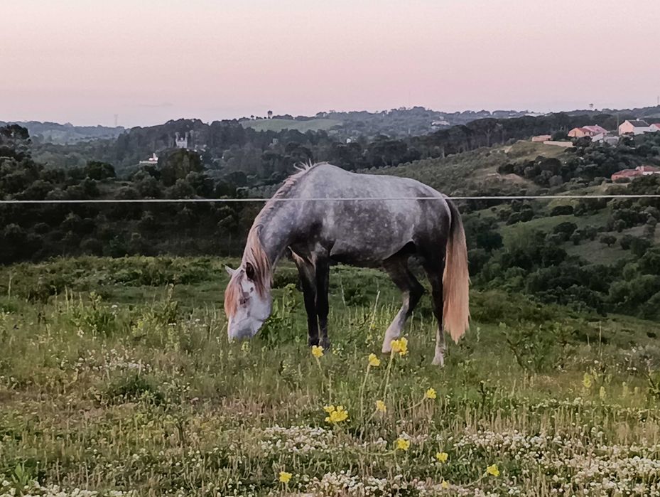 Poldro lusitano 3 anos