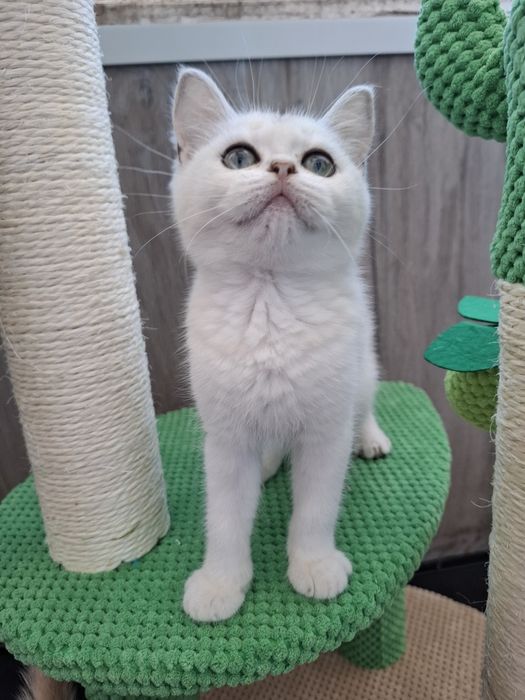 Femea british shorthair