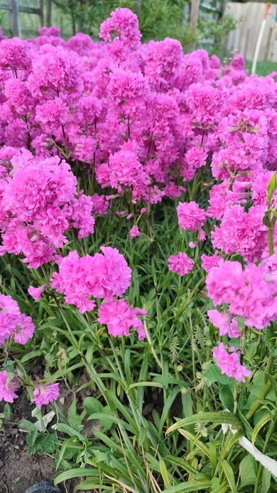 Смолка,пестемона,живучка,Хоста,,ветренница,єремурус,иберіс,фізостігія