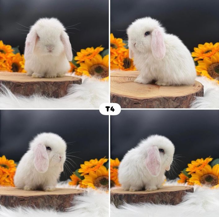 Kroliczek Mini Lop