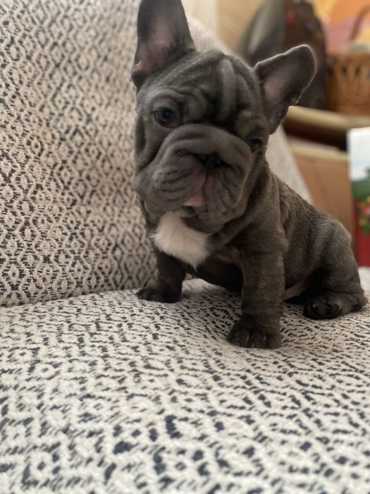 Французький бульдог Біг Роб