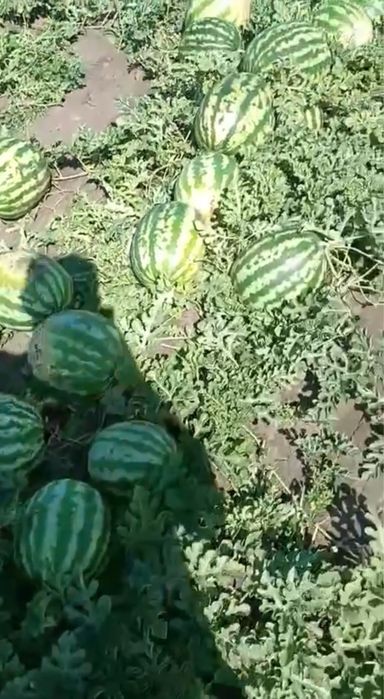 Продам кавун оптом