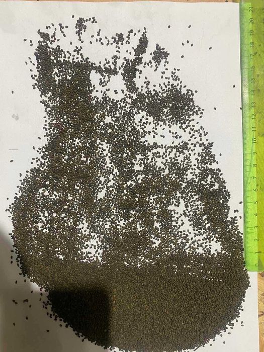 Продам насіння  люцерни  .прочищена,  магниченна