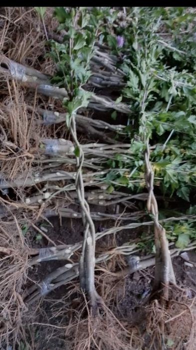 #гібіскус деревовидний 3 в 1