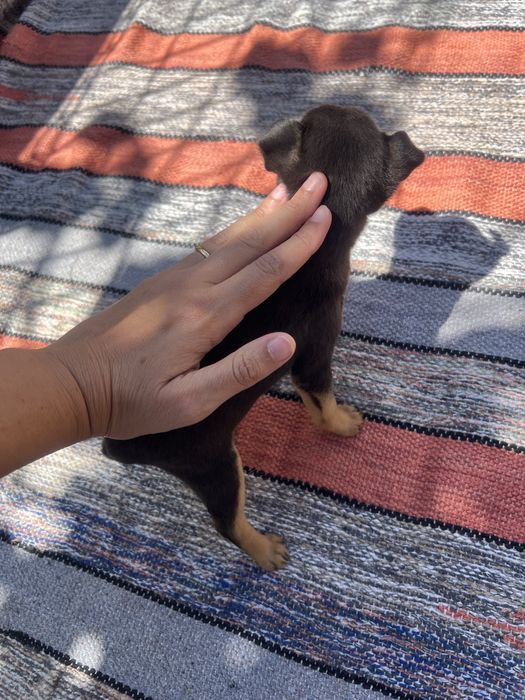 Pinscher miniatura - macho