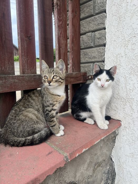 Кошенята в добрі руки/4 хлопчики та 1 дівчинка
