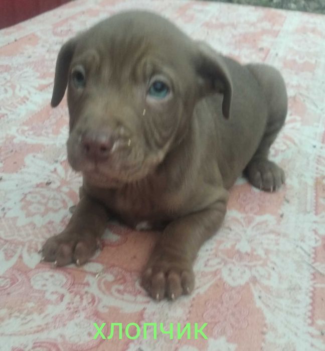 Щенята пітбуль