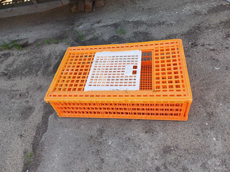 skrzyneczka żółta żywiec na kury 96X54X26