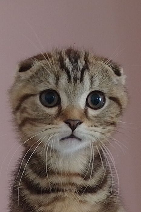 Шотландське висловухе кошеня скотіш-фолд мармурове. Київ