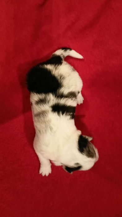 border collie blue merle FCI do dogoterapii