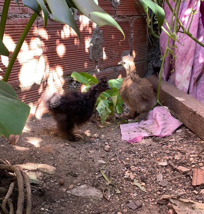 Ovos de raça pura sedosa