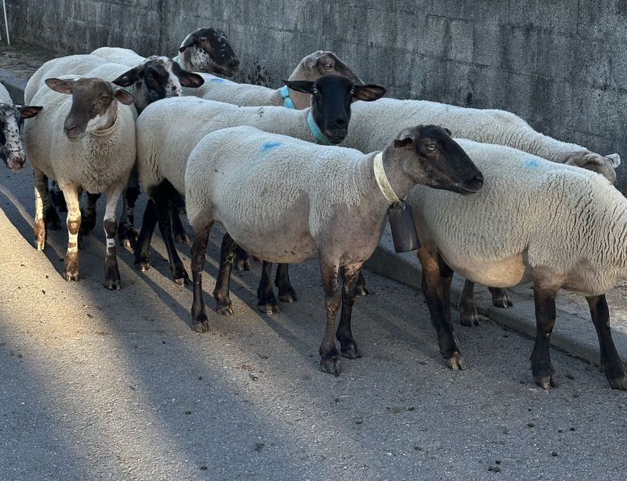 Ovelhas suffolk prenhas