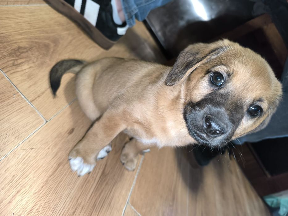 Oddam pieski w dobre ręce