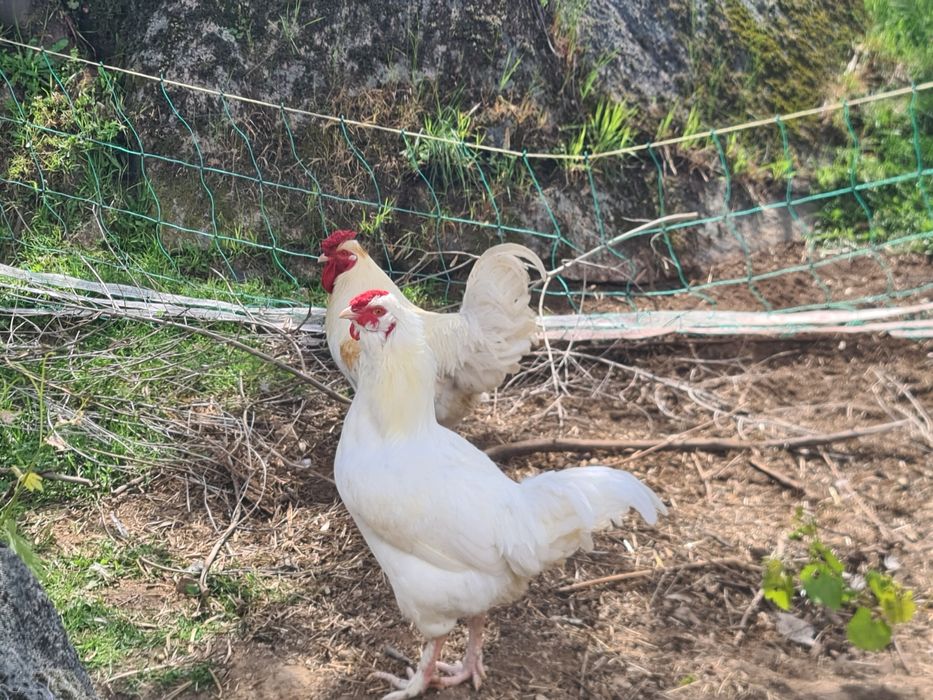 Galos  brancos para venda