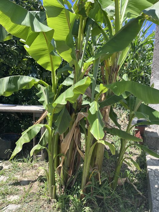 Mudas de bananeira – cultivadas com muito carinho