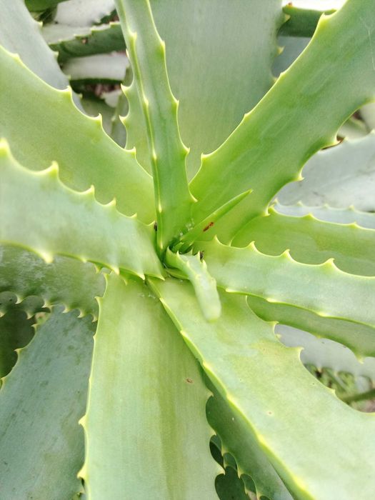 PLANTA  ALOE VERA