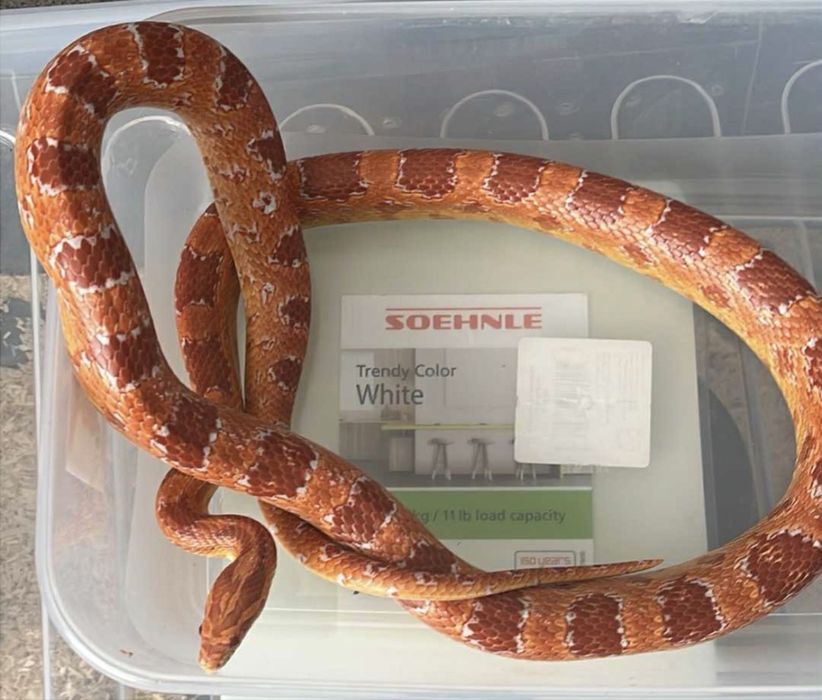 Wąż Zbożowy SAMIEC