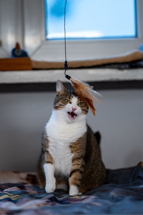 Pękna kotka do adopcji