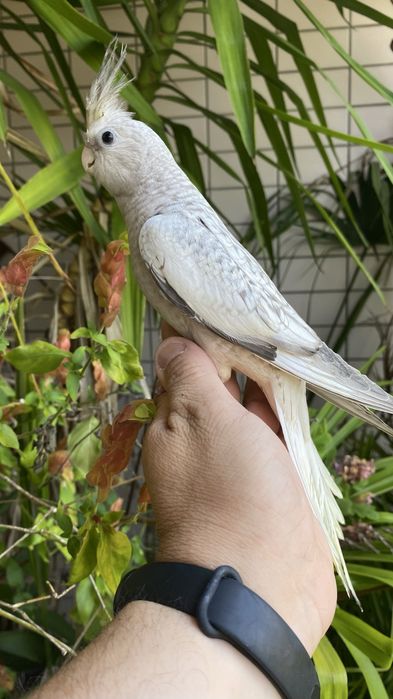 Caturra  Domesticada -( excecional )
