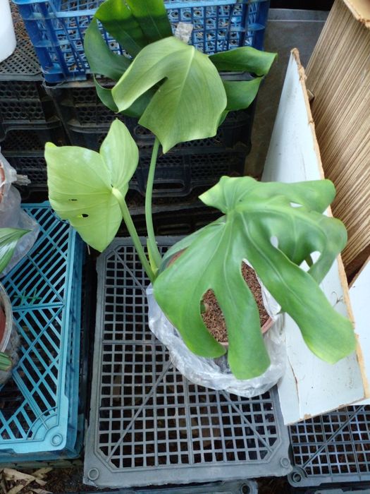 Монстера . Отростки и растения .