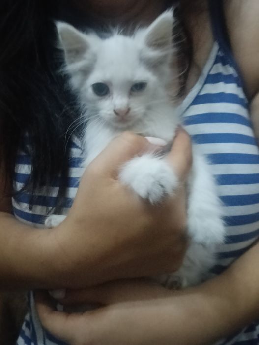 dois gatos olho de cada cor