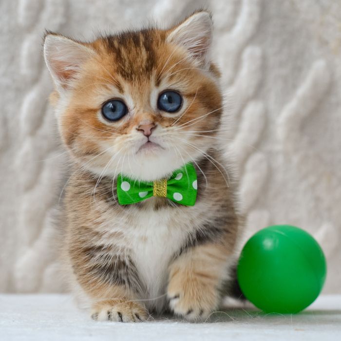 Котик манчкін Седрік