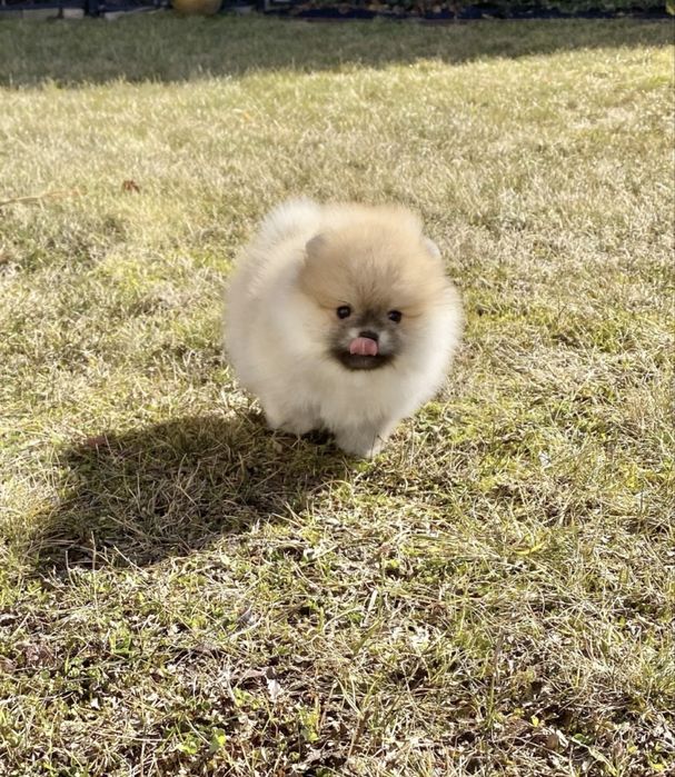 Елітна дівчинка КСУ